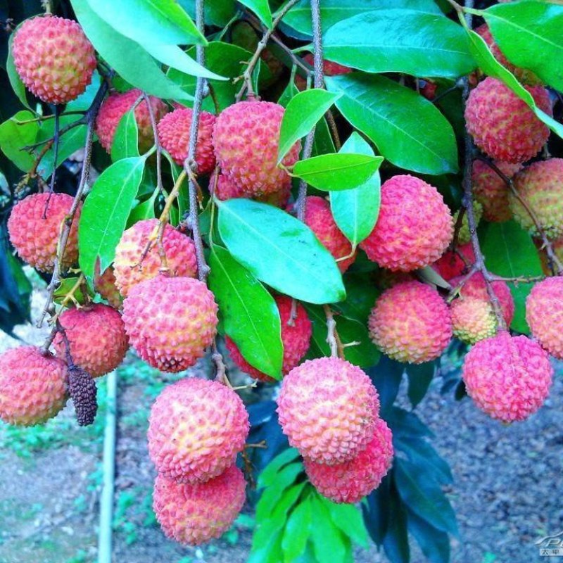 桂味荔枝苗带有桂花香味核小嫁接苗苗子漂亮