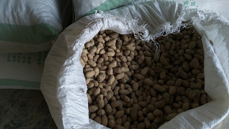 308带壳花生果