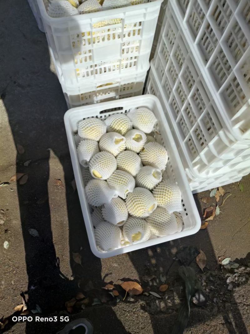 阳信鸭梨产地一手货源直发，脆甜多汁爽口