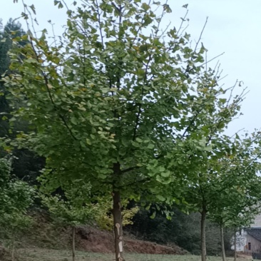五年生银杏树