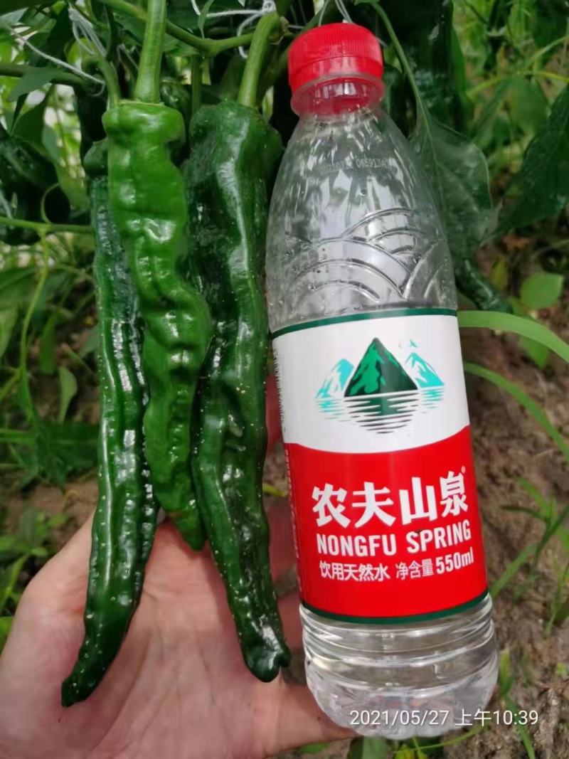 黑金刚辣椒种子长果小皱皮更黑亮高产皱皱辣香辣邹皮椒山东蔬