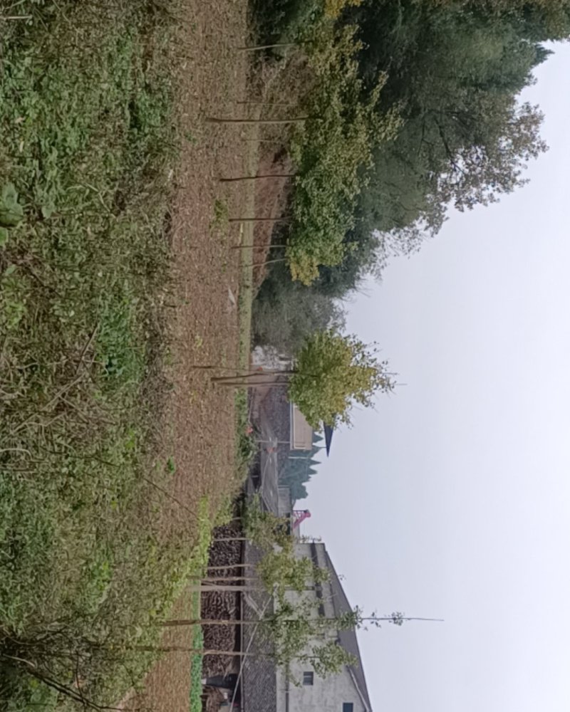 五年生银杏树