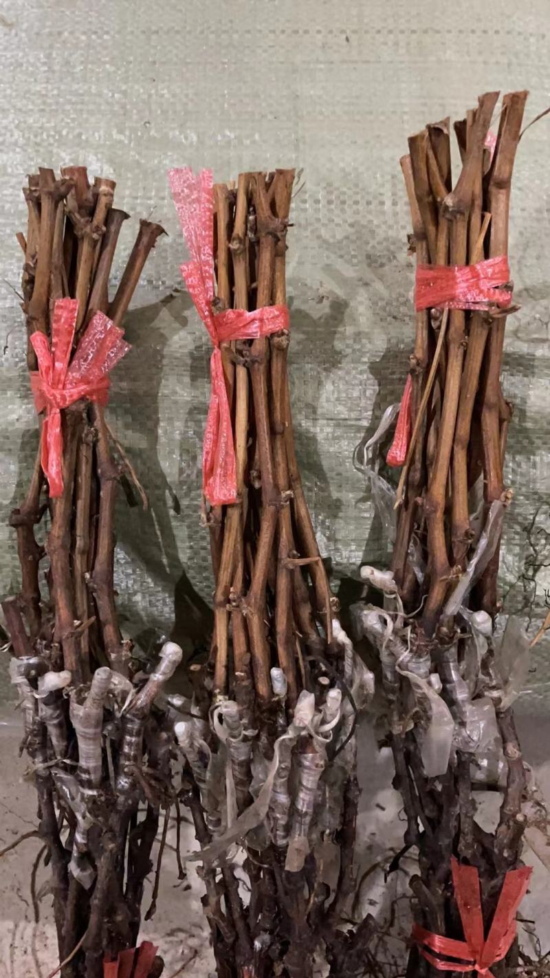 甜蜜蓝宝石阳光玫瑰中国红玫瑰葡萄苗种植基地