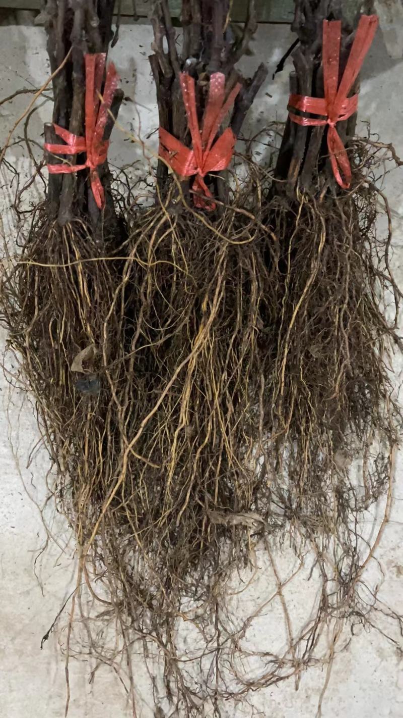 甜蜜蓝宝石阳光玫瑰中国红玫瑰葡萄苗种植基地