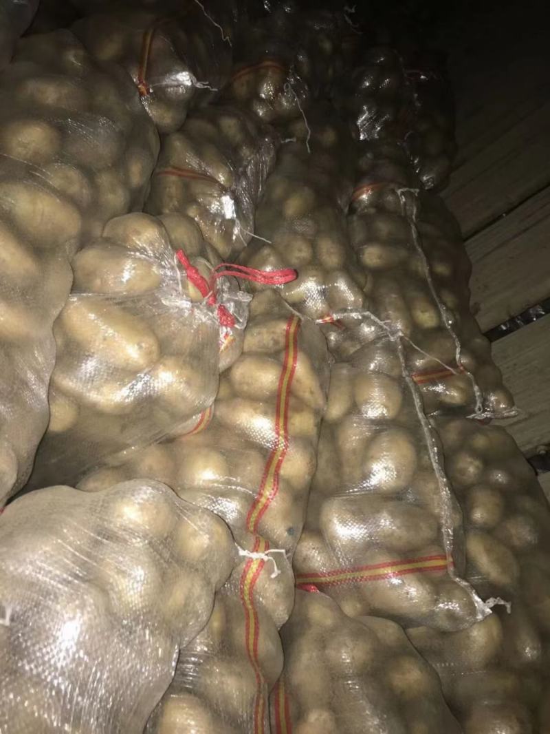 荷兰十五土豆3两以上，黄心土豆质量好一亩田诚信供应商