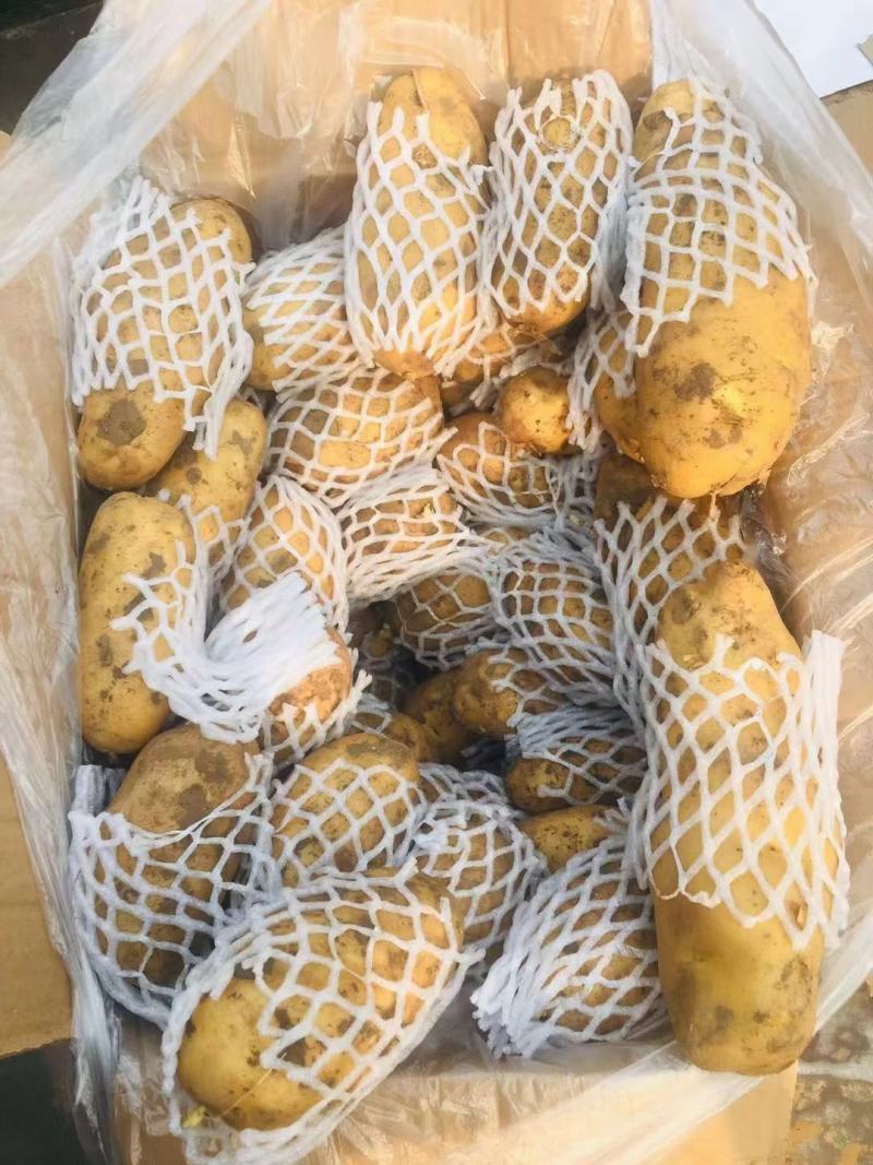 荷兰十五土豆3两以上，黄心土豆质量好一亩田诚信供应商
