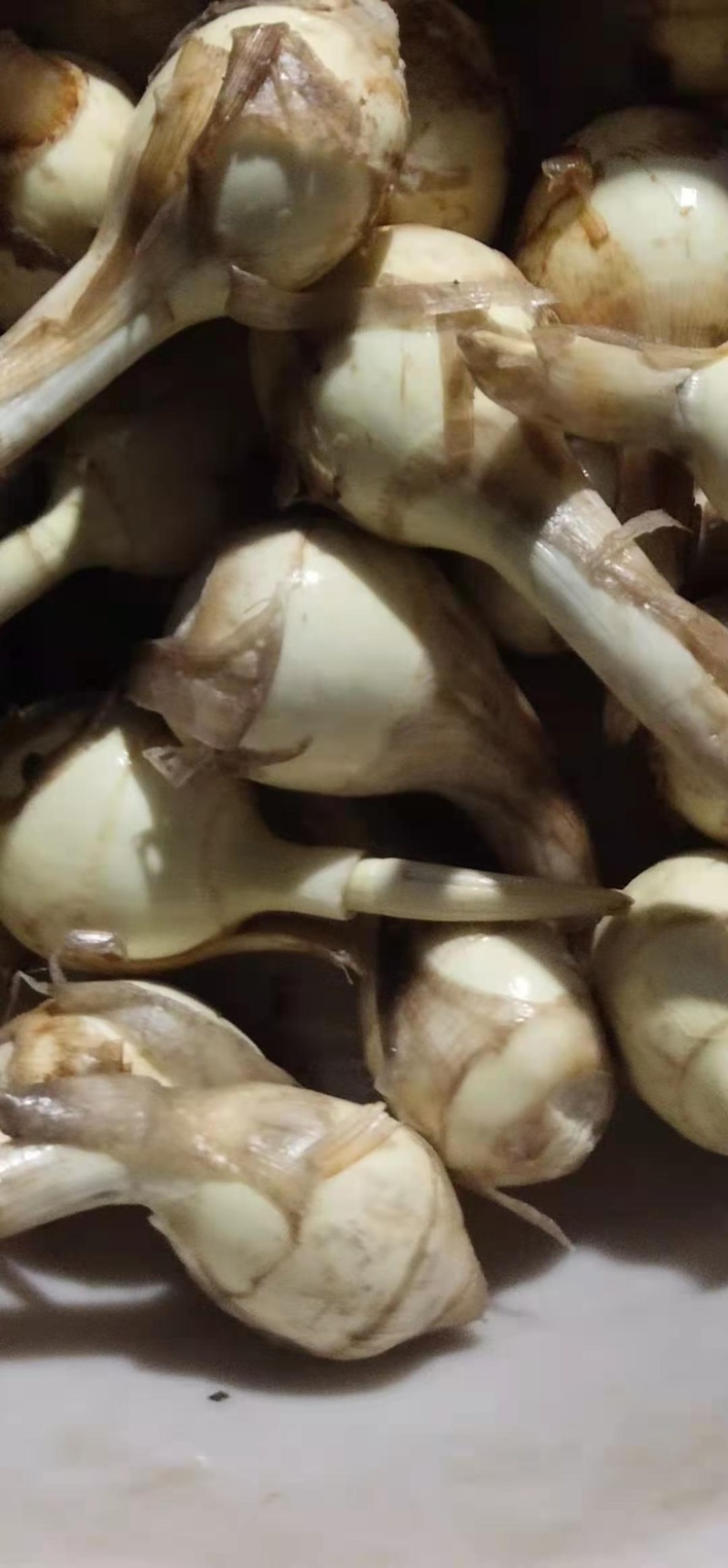 推荐，精品慈菇，颜色白，几乎没有水秀，价格优，货源充足