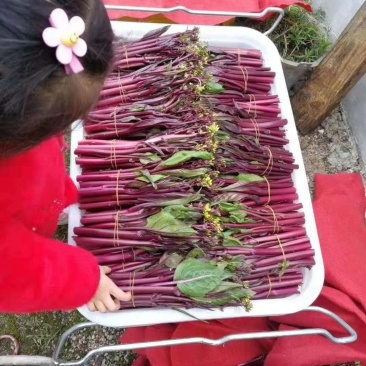 红菜苔