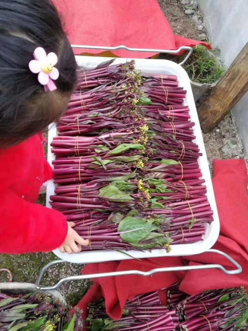 红菜苔