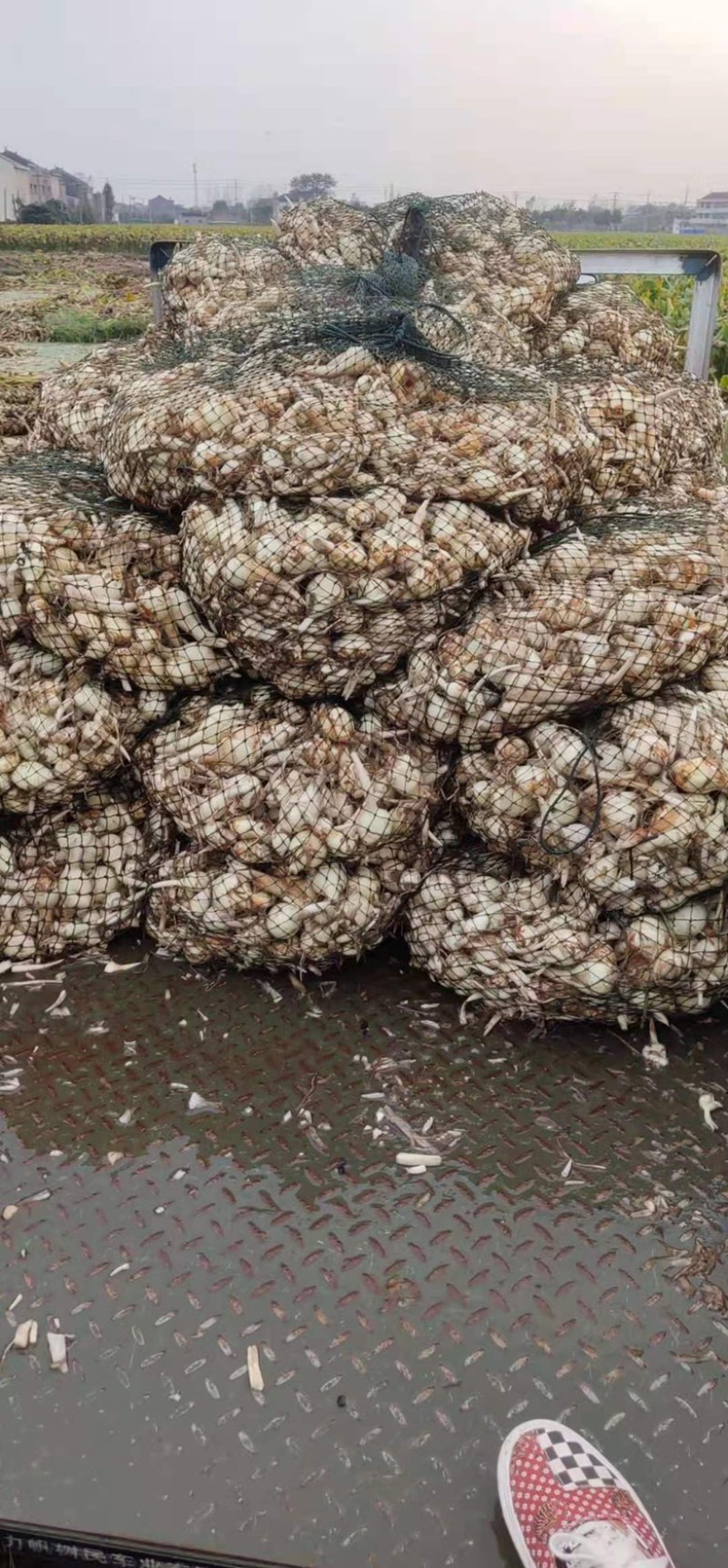 推荐，精品慈菇，颜色白，几乎没有水秀，价格优，货源充足