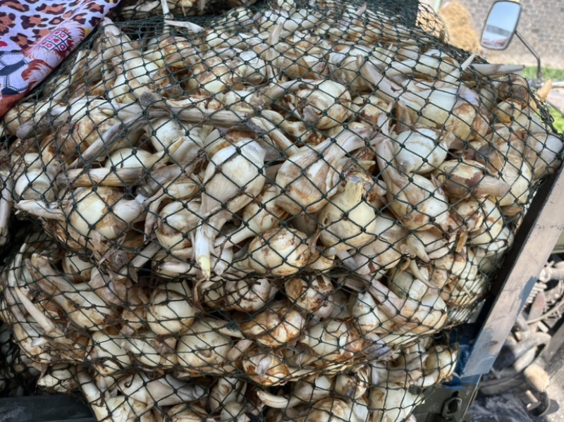 推荐，精品慈菇，颜色白，几乎没有水秀，价格优，货源充足