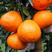 【精品】现摘现发四川粑粑柑春见柑橘一手货源低价代发全国