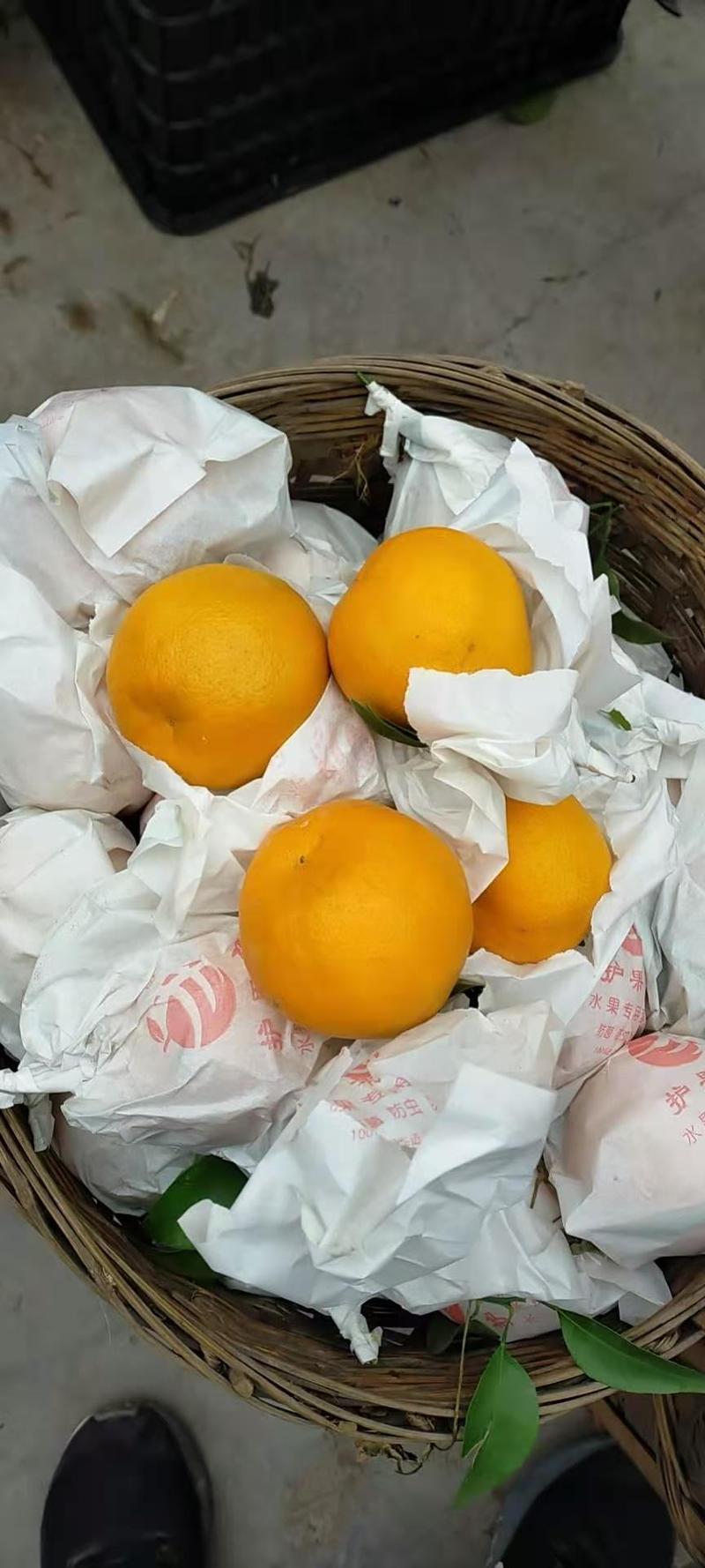【精品】现摘现发四川粑粑柑春见柑橘一手货源低价代发全国
