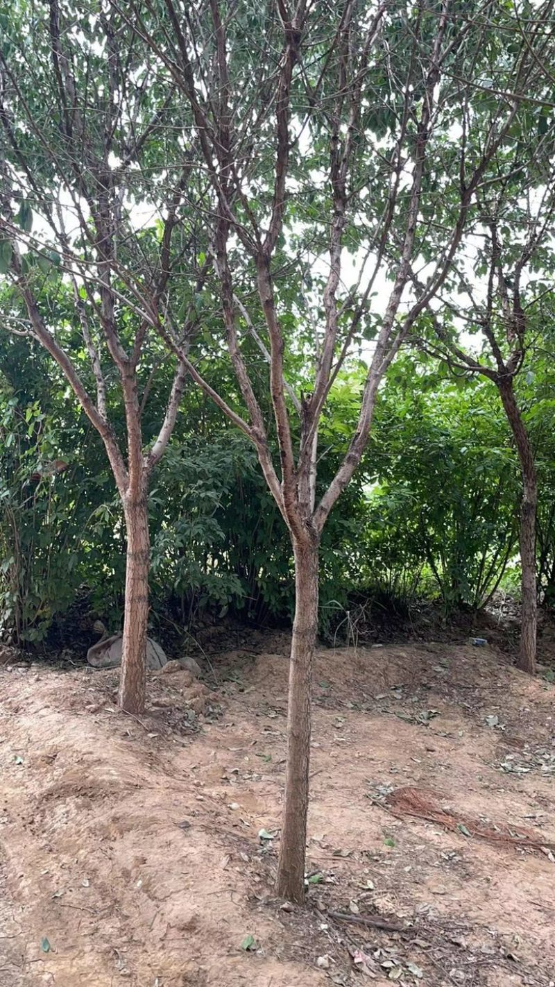 10公分流苏树，12公分流苏树，牛筋树，人间四月雪