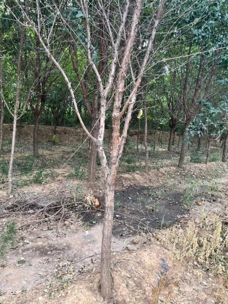 10公分流苏树，12公分流苏树，牛筋树，人间四月雪