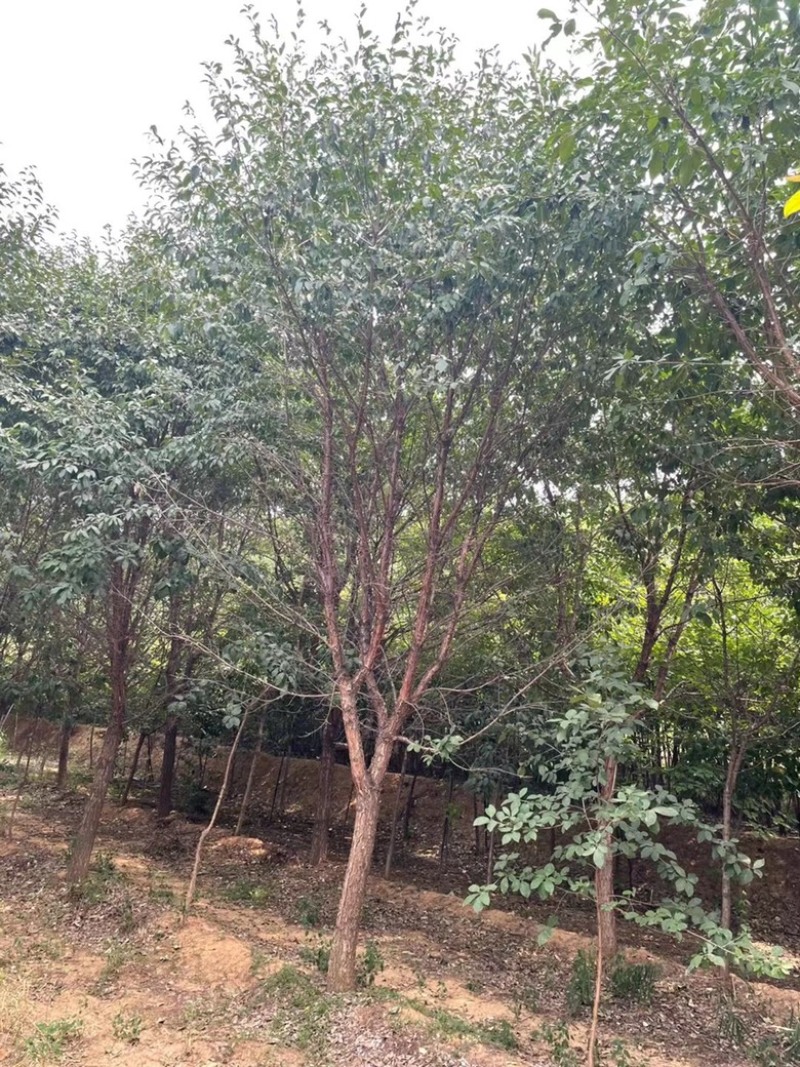 10公分流苏树，12公分流苏树，牛筋树，人间四月雪