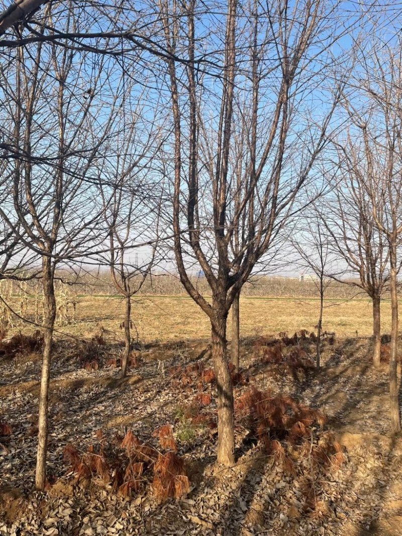10公分流苏树，12公分流苏树，牛筋树，人间四月雪
