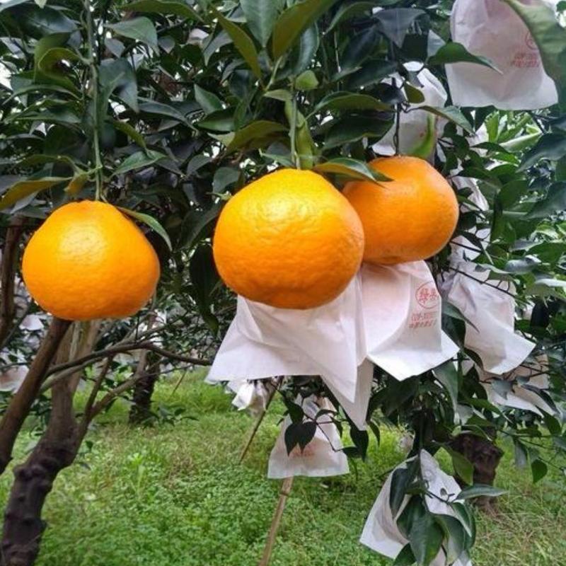 【柑桔】四川粑粑柑春见柑橘现摘现发物美价廉低价代发全国