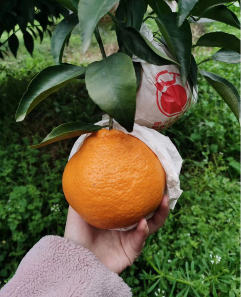 【柑桔】四川粑粑柑春见柑橘现摘现发物美价廉低价代发全国