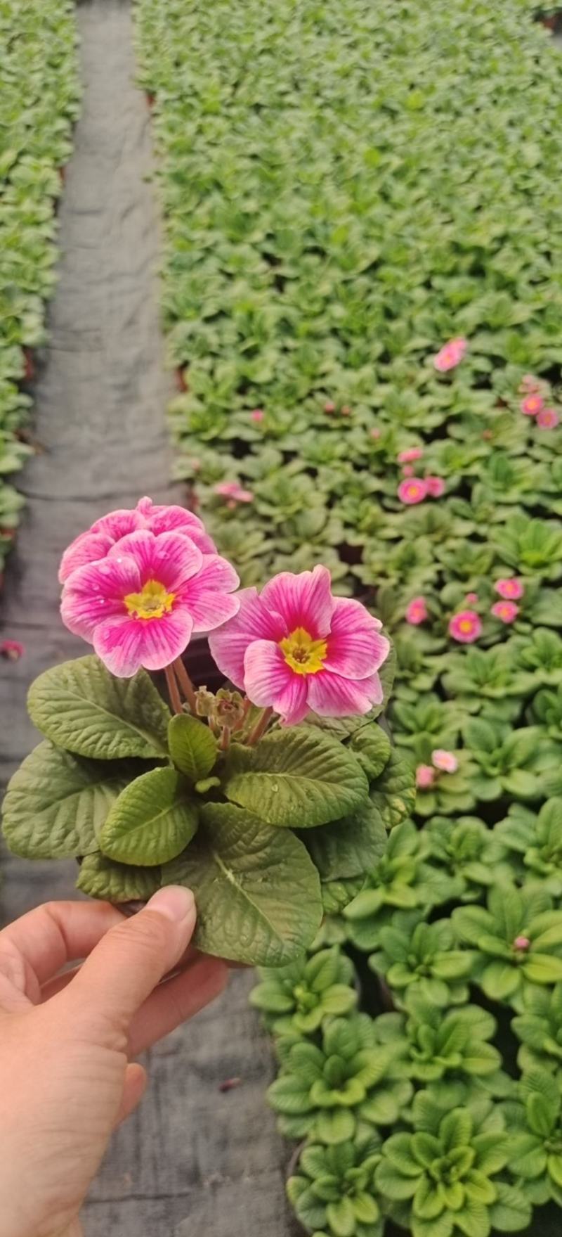 报春花小种樱花七重楼基地大量现货供应