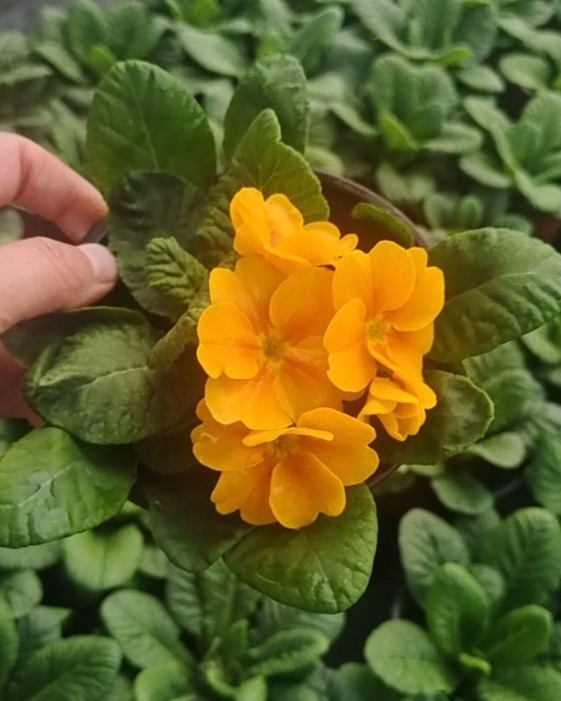 报春花小种樱花七重楼基地大量现货供应