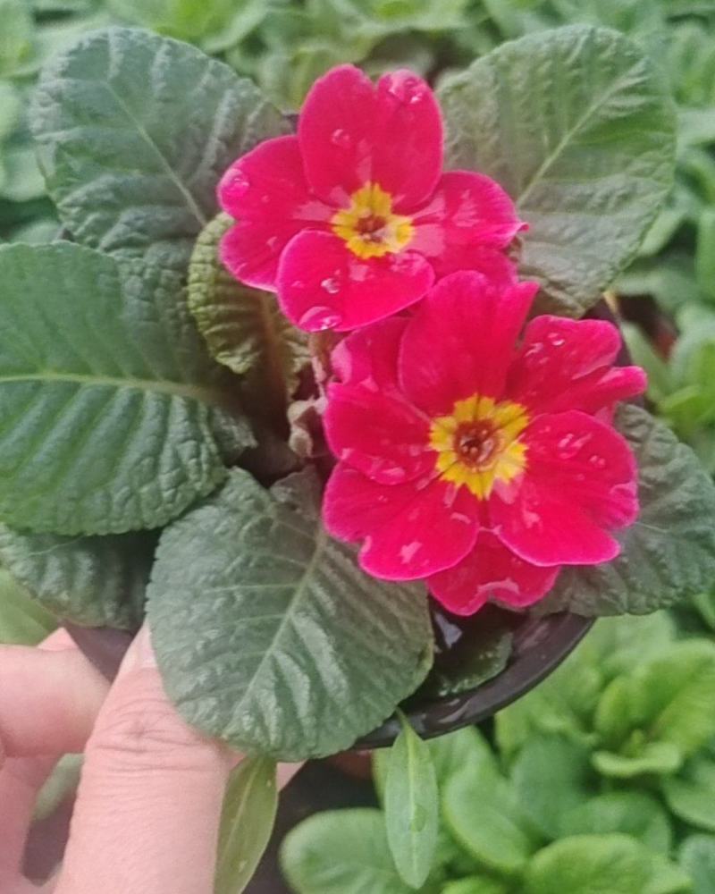 报春花小种樱花七重楼基地大量现货供应