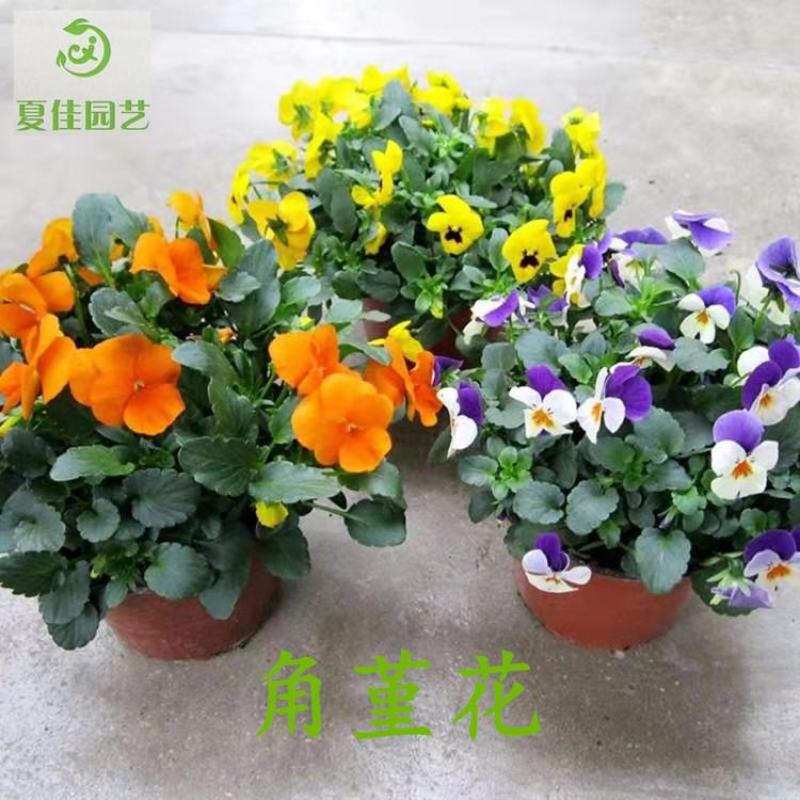 冬春花坛绿化景观造型用盆花角堇，花色丰富，精巧别致