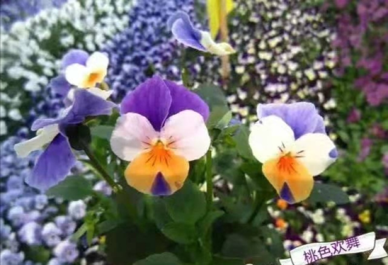 冬春花坛绿化景观造型用盆花角堇，花色丰富，精巧别致