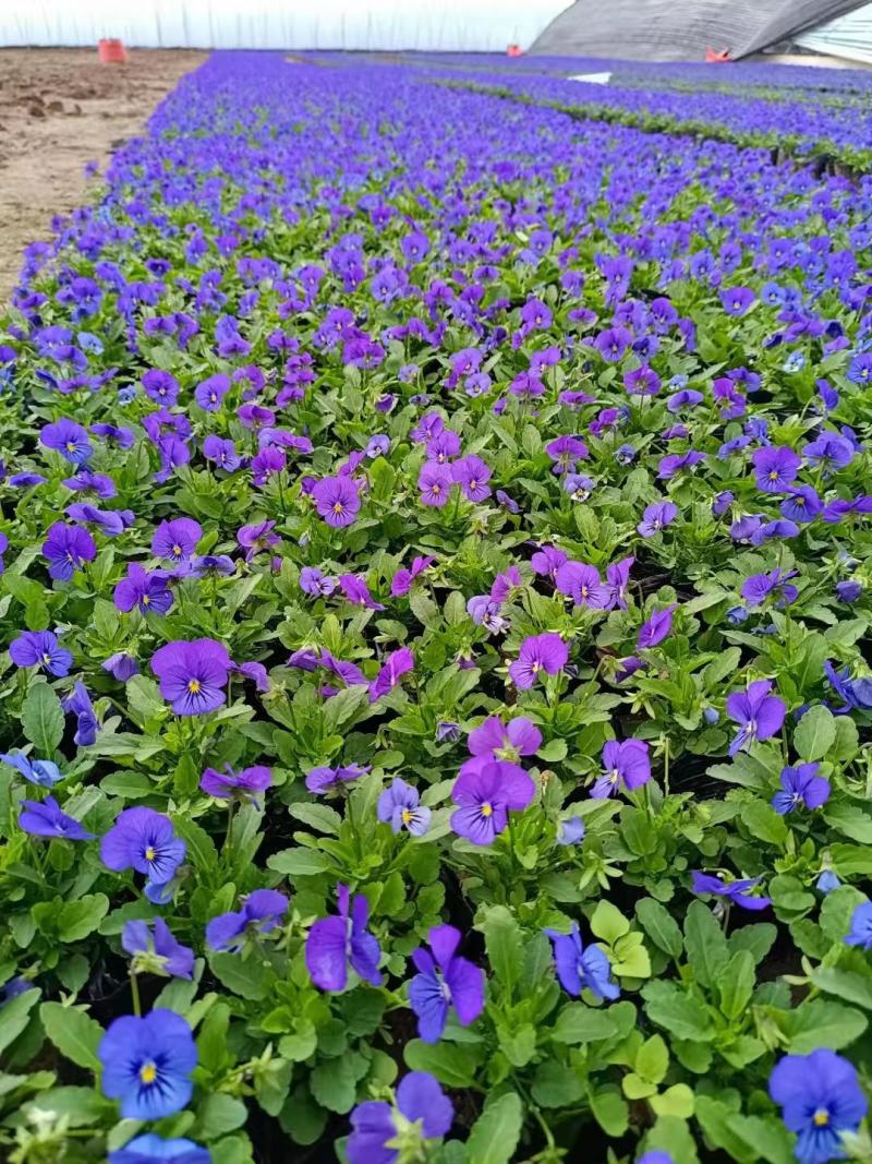 冬春花坛绿化景观造型用盆花角堇，花色丰富，精巧别致