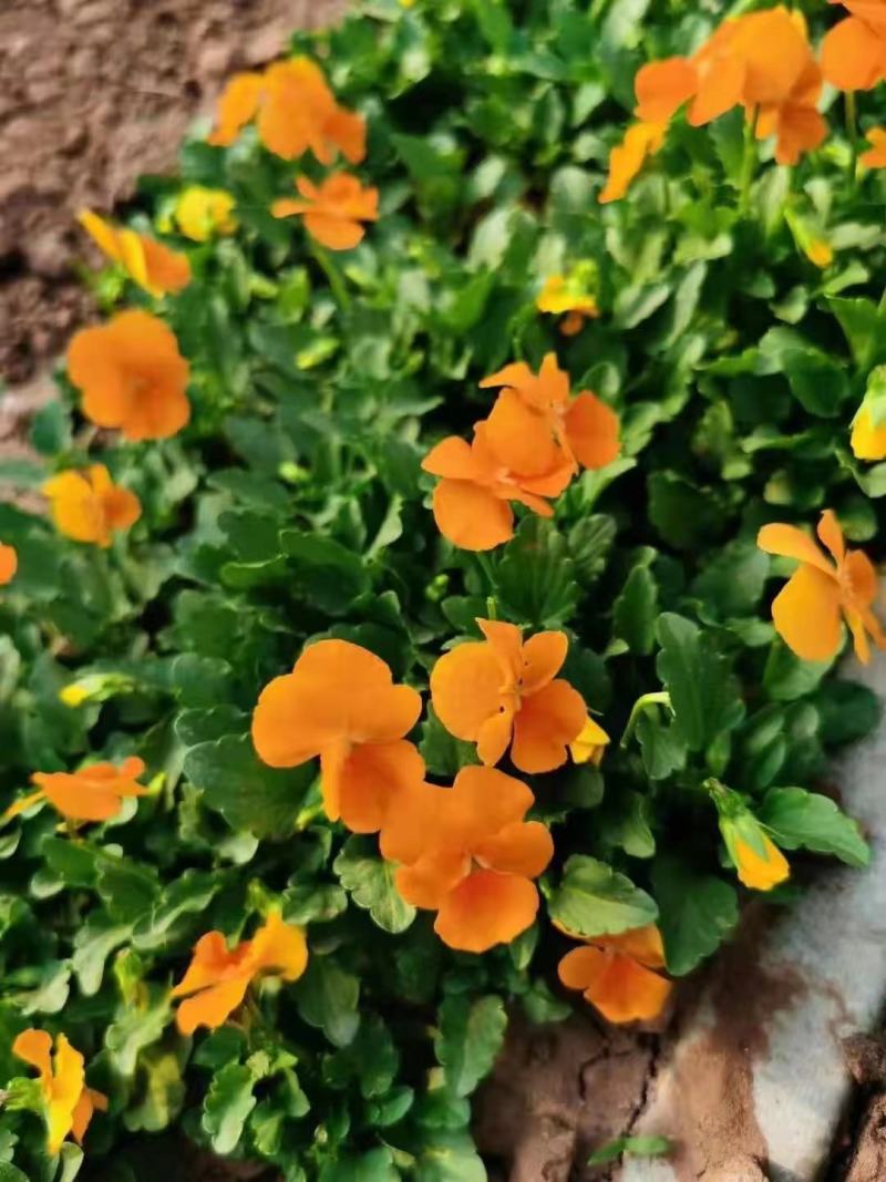 冬春花坛绿化景观造型用盆花角堇，花色丰富，精巧别致