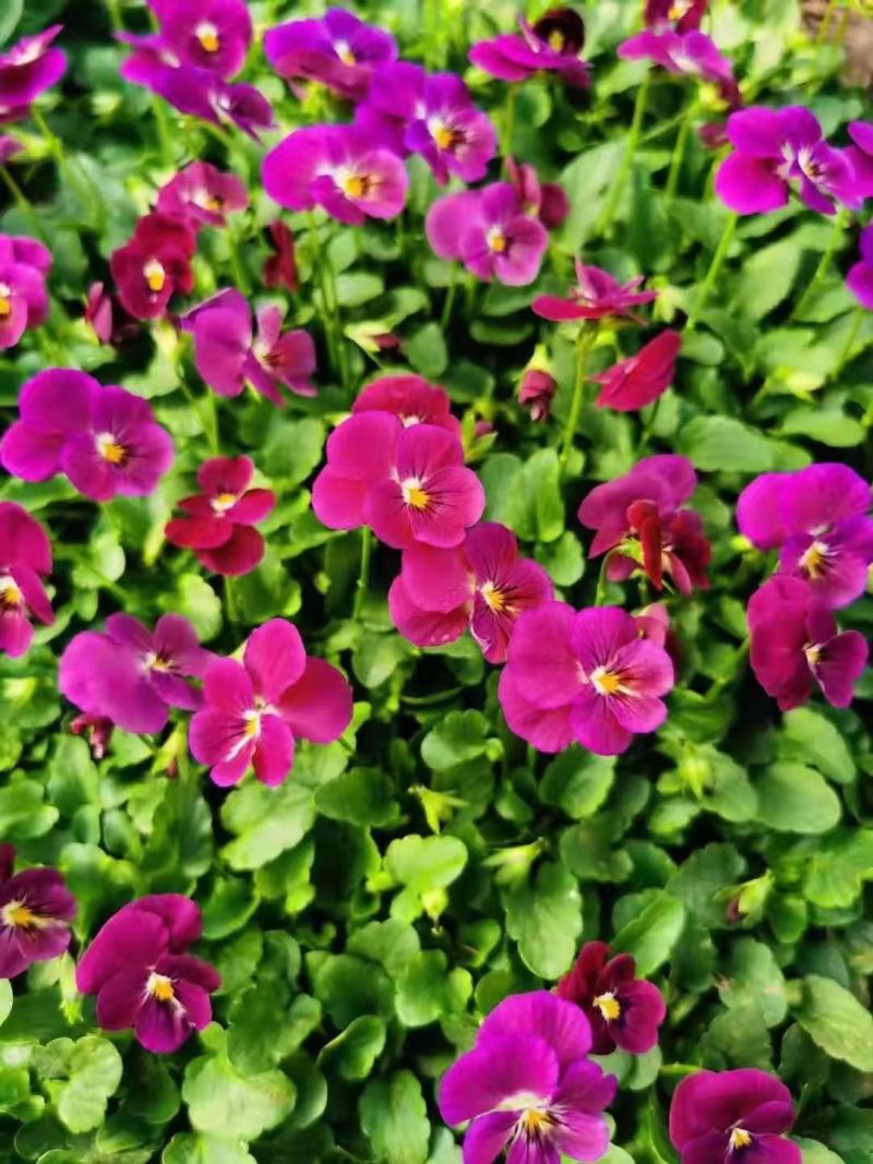 冬春花坛绿化景观造型用盆花角堇，花色丰富，精巧别致