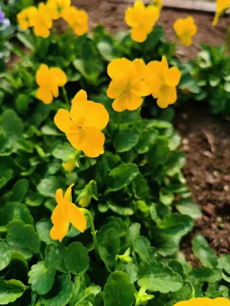冬春花坛绿化景观造型用盆花角堇，花色丰富，精巧别致