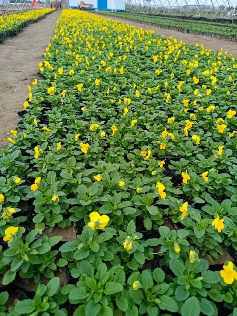 冬春花坛绿化景观造型用盆花角堇，花色丰富，精巧别致