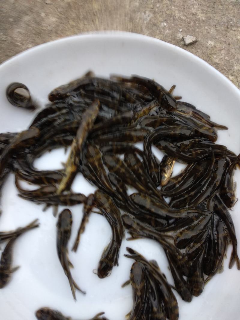 黄颡鱼苗，黄辣丁鱼苗，肉质好，量大从优，欢迎各位光临。
