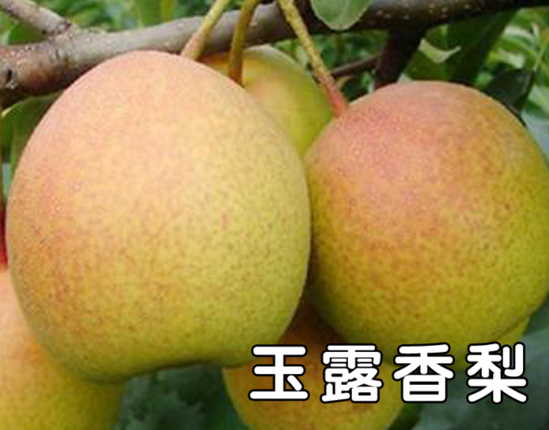 玉露香梨皮薄多汁香甜可口果园直发一手货源诚信经营