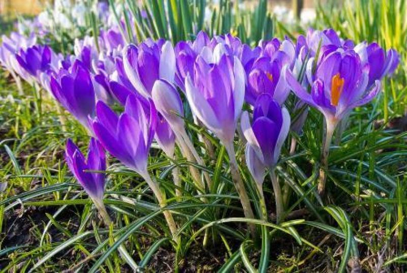 番红花种球藏红花西红花耐寒花卉多年生草本量大优惠