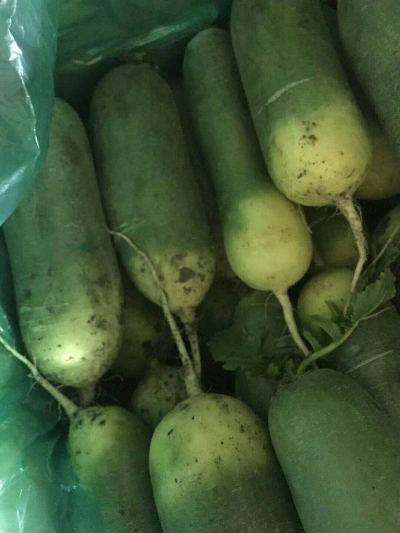 【青萝卜】莱西市青萝卜后庞清脆，产地直销，一手货源，量大货优