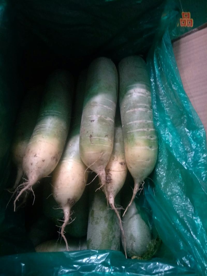 【青萝卜】莱西市青萝卜后庞清脆，产地直销，一手货源，量大货优