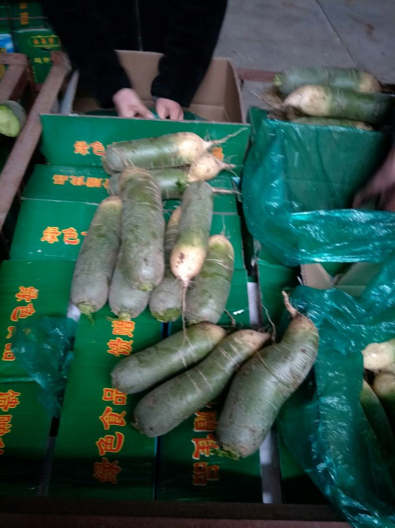 【青萝卜】莱西市青萝卜后庞清脆，产地直销，一手货源，量大货优