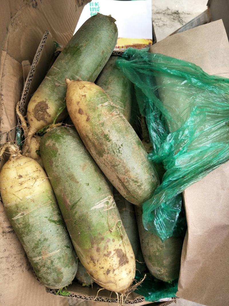 【青萝卜】莱西市青萝卜后庞清脆，产地直销，一手货源，量大货优
