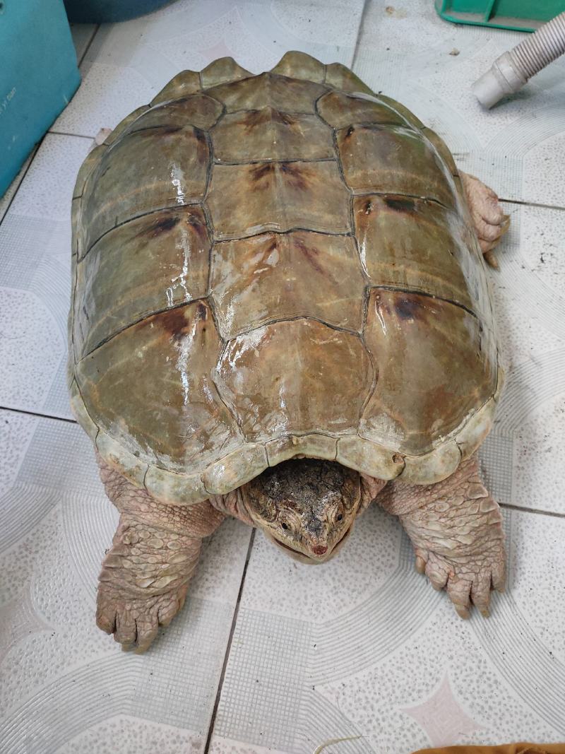 甲鱼，鳄鱼龟