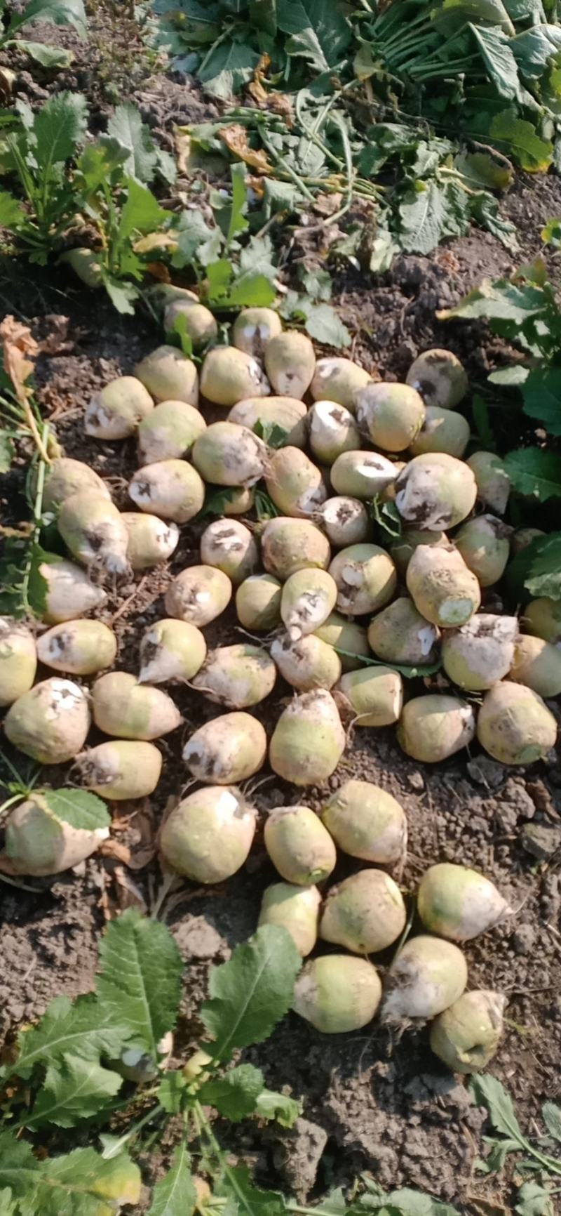 代收大量芥菜头质量好