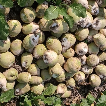 代收大量芥菜头质量好