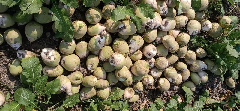 代收大量芥菜头质量好