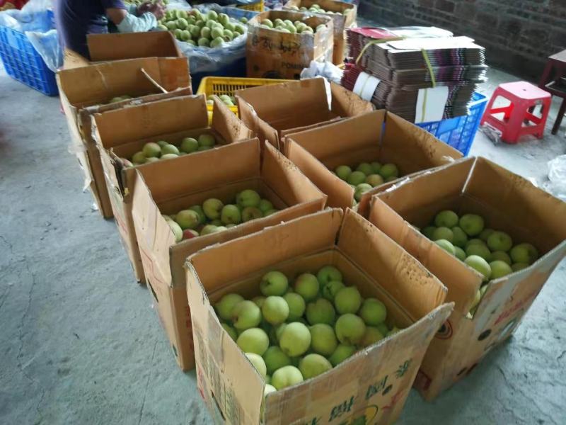 连平县鹰嘴水蜜桃、广东省鹰嘴桃大果3~5两