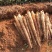 山药淮山药基地直供精品对接批发包质量包服务滚地龙山药。