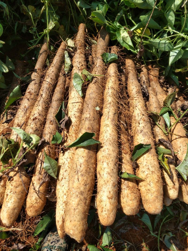 山药淮山药基地直供精品对接批发包质量包服务滚地龙山药。