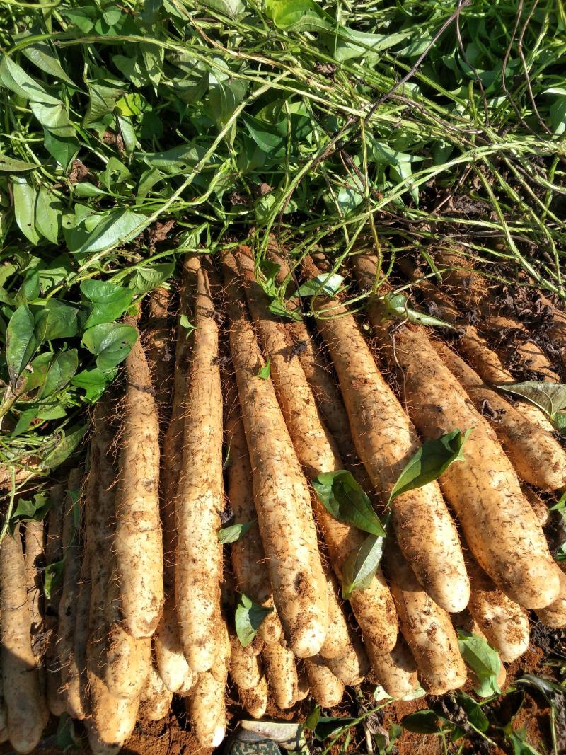 山药淮山药基地直供精品对接批发包质量包服务滚地龙山药。