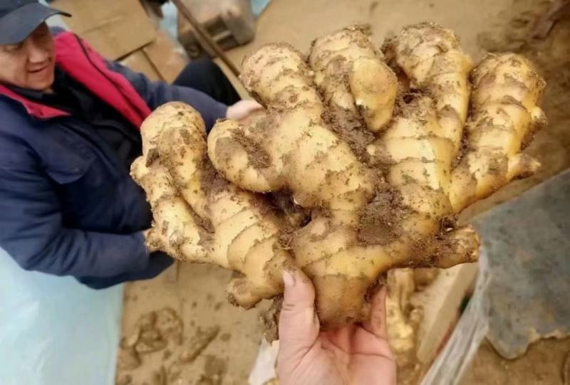 山东大黄姜，产地直销，一手货源，按需加工全国发货坏烂包赔
