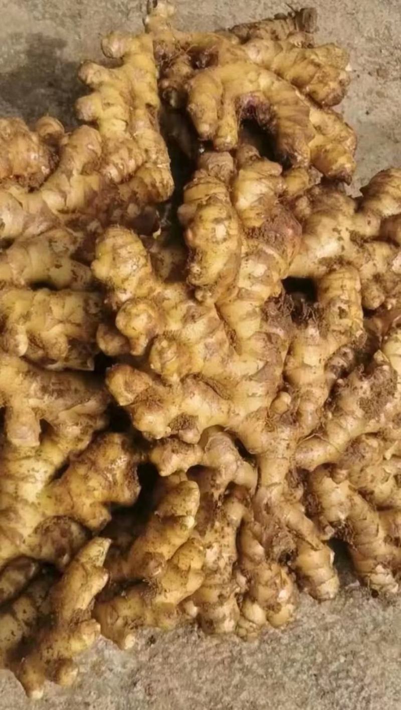 山东大黄姜，产地直销，一手货源，按需加工全国发货坏烂包赔